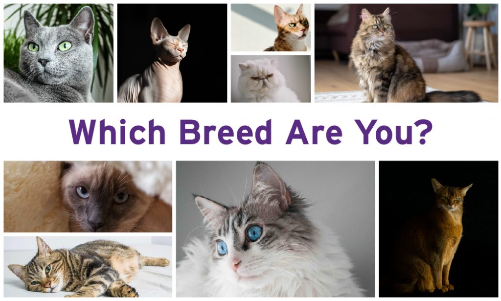 Which Breed Are You_Cats - Kids Quest